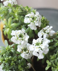 ���нɺ����٥ꥹ���إ����ǥ��饤���