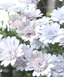 花苗 | Junk sweet Garden tef*tef*