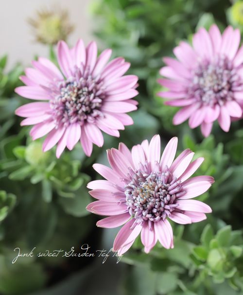 ゲブラさんのオステオスペルマム 『グレージュピンク』 | すべての商品