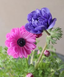 Ȭ�ź餭���ͥ�͡��ݥ�ȡ�2���餭�١�B������