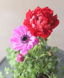 Ȭ�ź餭���ͥ�͡��ݥ�ȡ�2���餭�١�A������