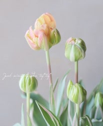 ������Ȭ�ź餭���塼��åס� �إϥåԡ����åץ�������