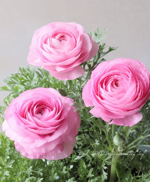 ラナンキュラス・ワンダーランドIQ 『ピンクシェード』 | すべての商品