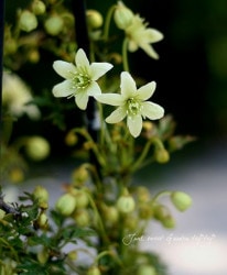 �ե����ƥ꡼�ϥ���ޥ��� �إԥ�������