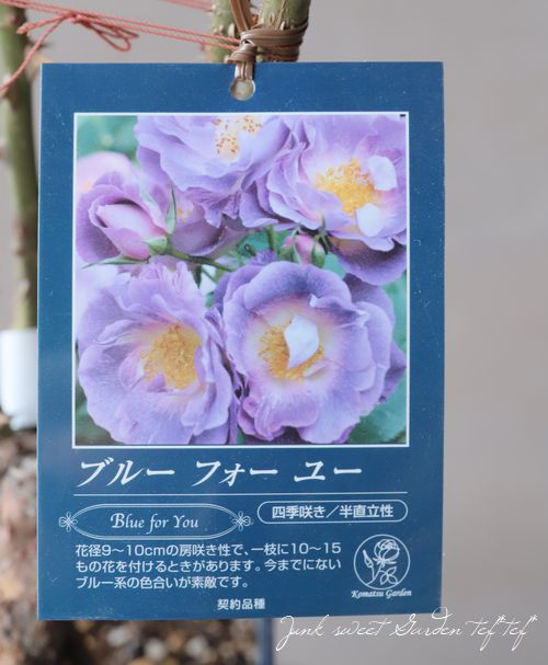 咲謡竜　フルーブルム　4枚 ブルー・フォー・ユー（新苗）7号鉢植え 四季～返り咲き 中輪