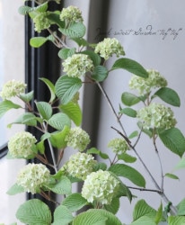 ���������ǥޥ� �إ����ǥ����Ρ��� ����ѥ����ʼ