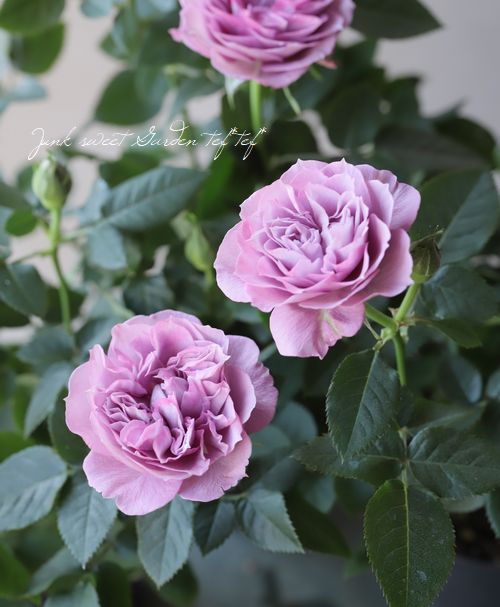 ミニバラ パレードシリーズ ラミー すべての商品 Junk Sweet Garden Tef Tef