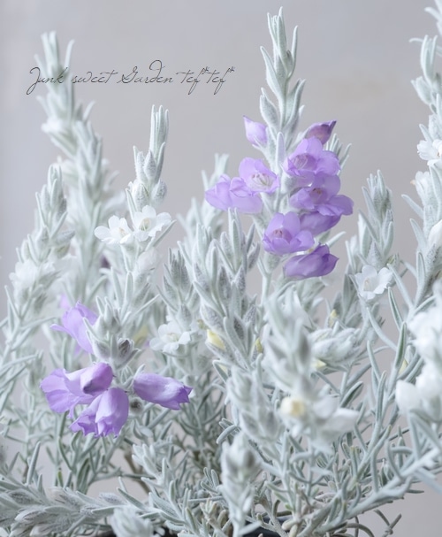 エレモフィラ ニベア ホイップクリーム 花苗 Junk Sweet Garden Tef Tef エレモフィラ ニベア ホイップクリーム 花苗 Junk Sweet Garden Tef Tef