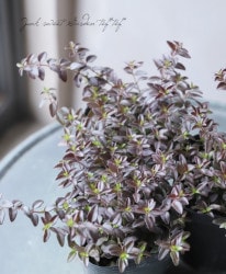 ˥顦˥ƥ إХå󥹥ɡ