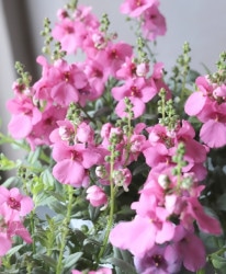 ǥ󥿥꡼إ㥤ȥԥ󥯡