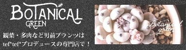 多肉植物】 『まっ黒 黒法師錦』 アエオニウム属 | すべての商品