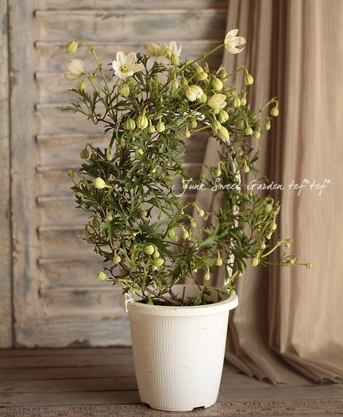 常緑クレマチス 『カートマニージョー』 | すべての商品 | | Junk