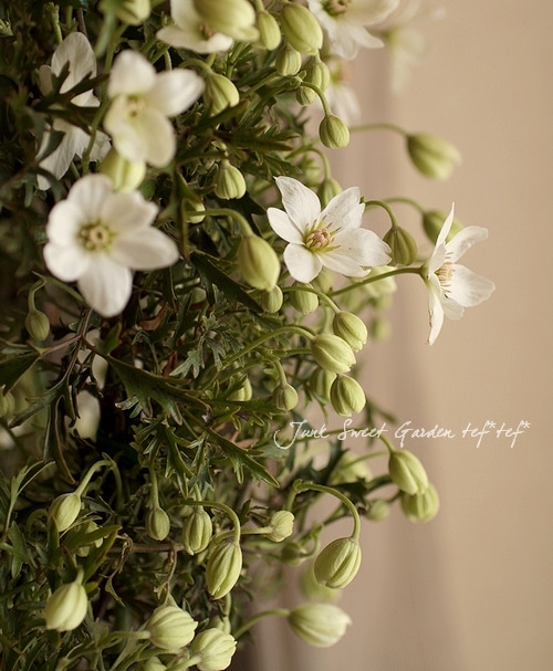 花まみれページ カード検索 ｜ Z/X - Zillions of enemy X - ゼクス公式サイト