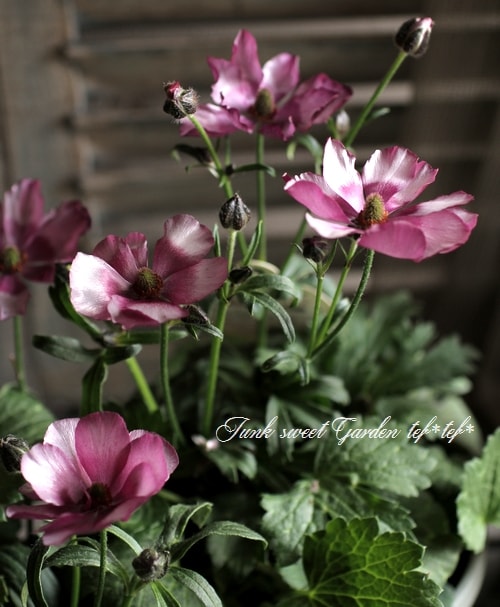 ラナンキュラス ラックスシリーズ 『エウロペ』 綾園芸さん育種！生産