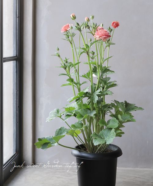 綾園芸さんのラナンキュラス ラックスシリーズ 『エリス』 | すべての