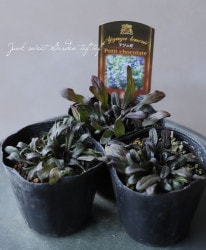 �����奬���إץ����祳�졼�ȡ�