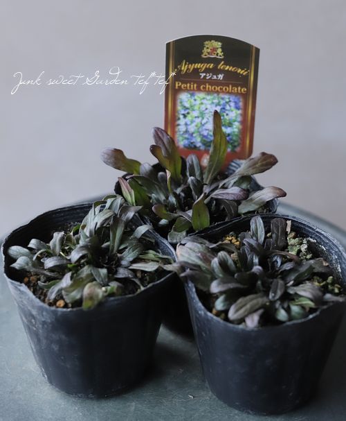 アジュガ 『プチチョコレート』 | すべての商品 | | Junk sweet Garden