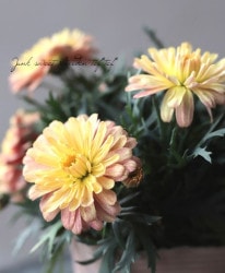 �ޡ�����åȡ����ޥå��� �إ쥢���顼��