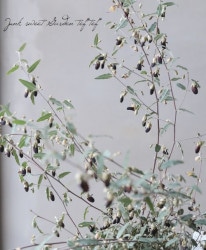 �����ȥ����ӥ��� �إ֥�å���ӡ���