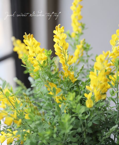 ヒメエニシダ』 | すべての商品 | | Junk sweet Garden tef*tef*