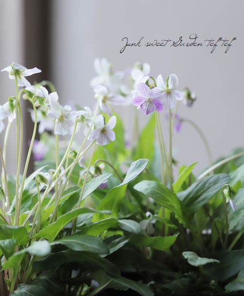 宿根スミレ 白すみれ すべての商品 Junk Sweet Garden Tef Tef 宿根スミレ 白すみれ すべての商品 Junk Sweet Garden Tef Tef