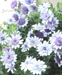 ���֥餵��Υ����ƥ����ڥ�ޥࡡ�إߥ�Υ֥롼��
