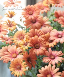 花苗 | Junk sweet Garden tef*tef*