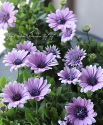 ���֥餵��Υ����ƥ����ڥ�ޥࡡ�إ��ߥ쥷�����