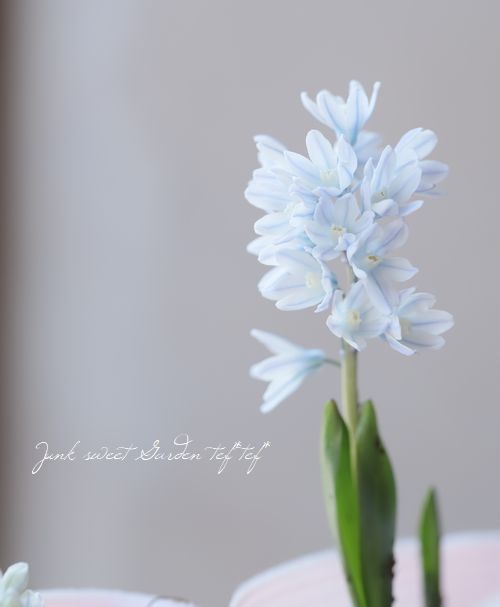 球根植物】 プスキニア 『リバノチカブルー』 | すべての商品 | | Junk