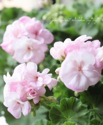 ����˥��ࡦ������ƥ����إԥ󥯥졼���١�