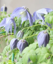 ����ޥ��������ȥ饲�ͷ� �إե�󥷥���ӥꥹ��