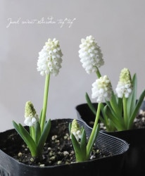 �ڵ庬��ʪ�� �ॹ���ꡡ�إܥȥꥢ���ǥ�����С١�