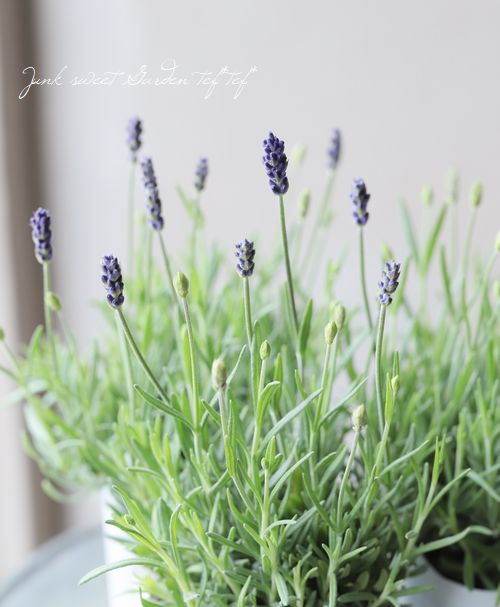 イングリッシュラベンダー 『アヴィニョンアーリーブルー』 | すべての