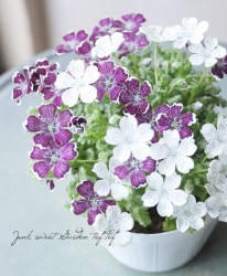 ͥե إڥˡ֥å١ߡإΡȡ 2餭