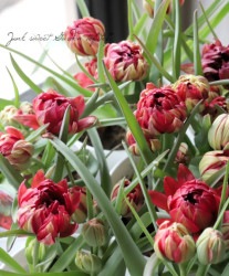 ���ڵ庬��ʪ�� ����ϥ磻��ɥ��塼��åס��إҥ�ߥꥹ ���ޥ󥵡�