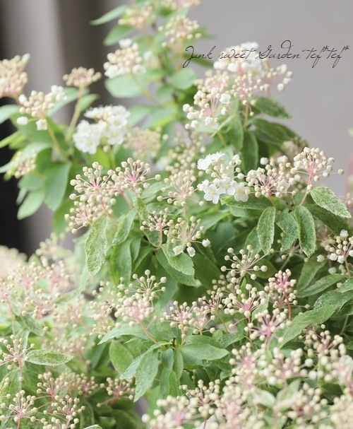 霜降り斑入りコデマリ ピンクアイス 桜でまり すべての商品 Junk Sweet Garden Tef Tef