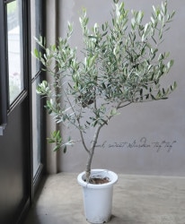 ���꡼�֡��إ�å��١������ɤ����ɳ������ߺϲ�souju�����Ω�ơ���No.1��