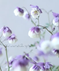 ���ء�Ȭ�����륪���ޥ�����2�������͡�