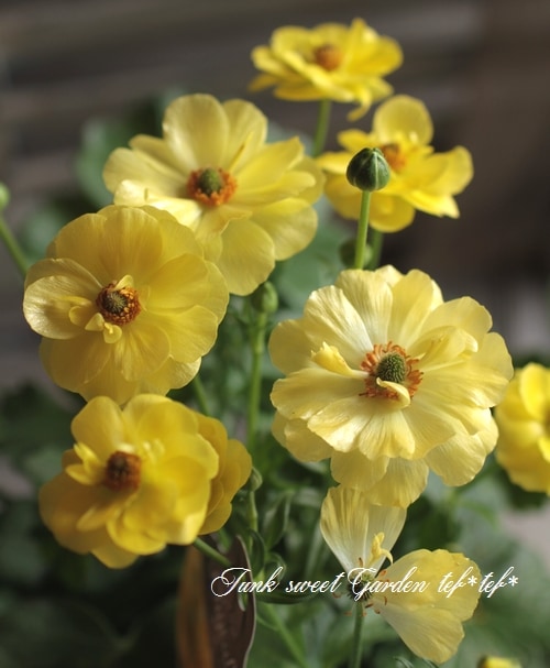 ラナンキュラス 綾園芸さんのラナンキュラス ラックスシリーズ『ピュタロス』 | すべて