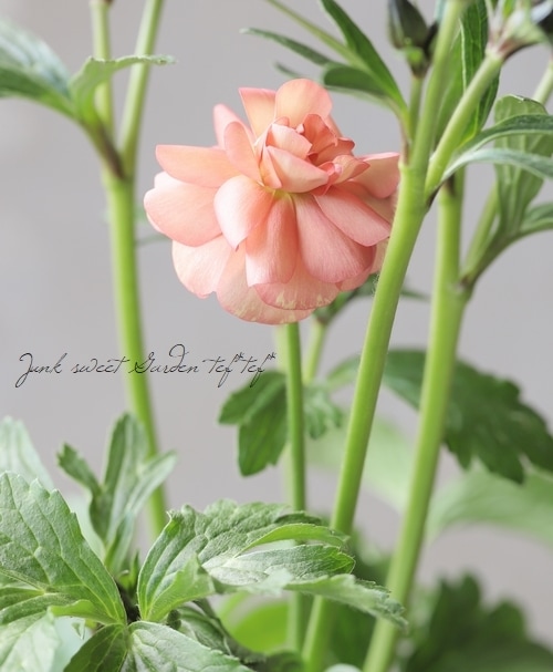 綾園芸さんのラナンキュラス ラックスシリーズ エリス すべての商品 Junk Sweet Garden Tef Tef