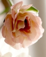 ڰݤ ʥ󥭥饹å꡼إꥢɥ͡