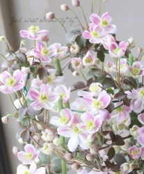 ��󥿥ʷ� Ƽ�ե���ޥ������ؤۤޤ��