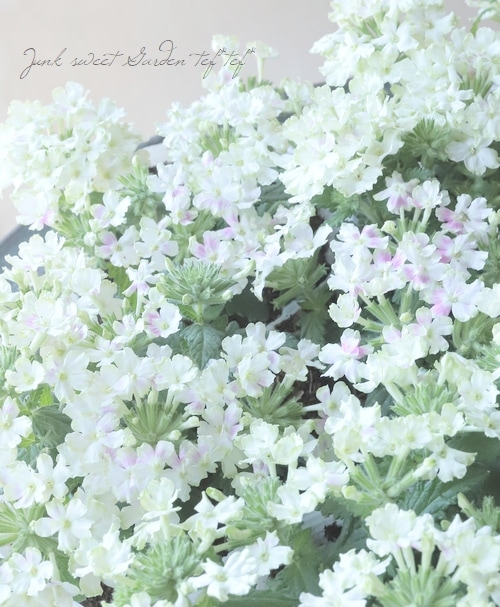 バーベナ・ヴァネッサコンパクト 『ライム』 宿根ハンギングタイプ