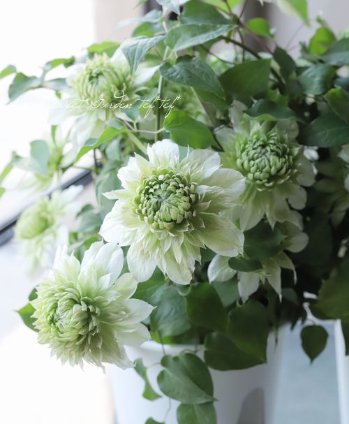 長谷川園芸オリジナルクレマチス パテンス系 花園 ハナゾノ すべての商品 Junk Sweet Garden Tef Tef 長谷川園芸オリジナルクレマチス パテンス系 花園 ハナゾノ すべての商品 Junk Sweet Garden Tef Tef