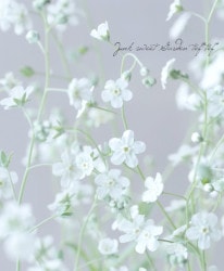 ����ե����ǥ�����˥ե��ꥢ���إۥ磻�ȡ�