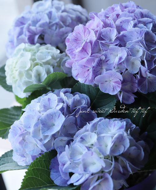 紫陽花 ファビラス・スプラッシュ 『ブルー』 絞り咲き | すべての商品