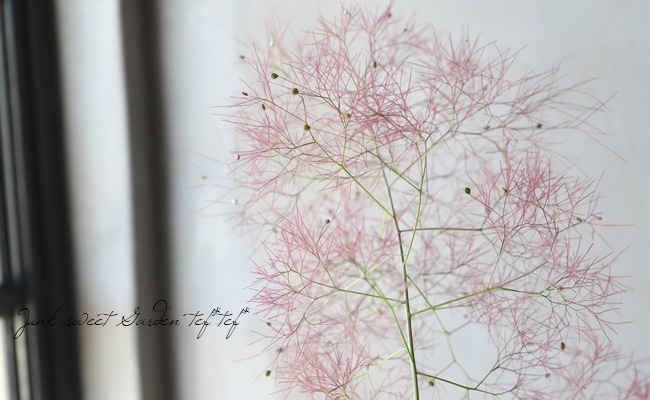 スモークツリー 『リトルルビー』 開花前株 | すべての商品 | | Junk