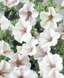 ڲ˧ꥸʥ ڥ˥إ١ɡ