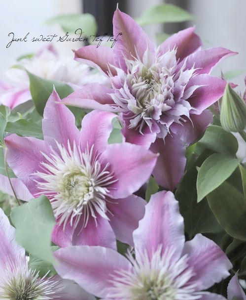 クレマチス 『ジョセフィーヌ』 変わり咲き | すべての商品 | | Junk