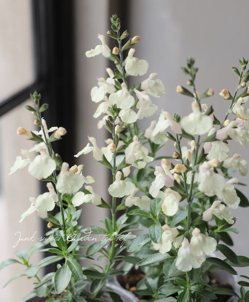 宿根サルビア・ミラージュ 『クリーム』 チェリーセージ | すべての